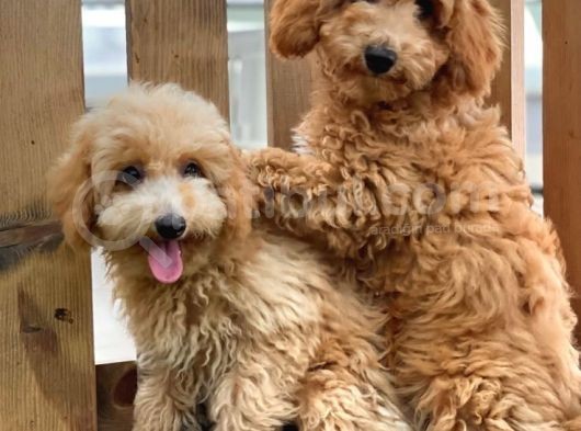 Sevimli Toy Poodle Bebekler görsel