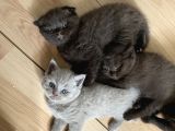 Safkan Chocolate British Shorthair