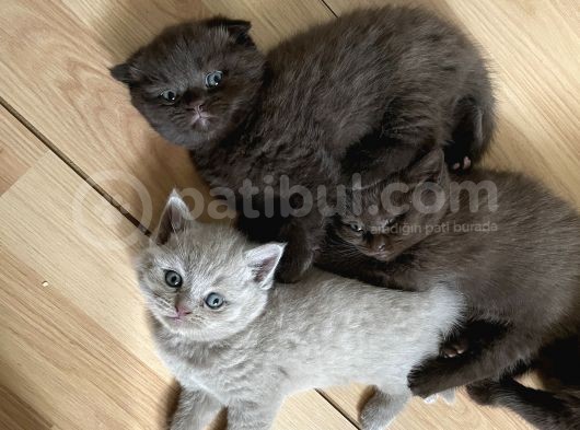 Safkan Chocolate British Shorthair görsel