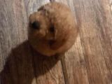 Toy Poodle