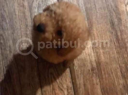Toy Poodle görsel