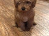 Toy Poodle
