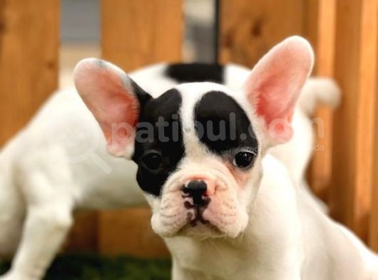 French Bulldog Kızlarımız görsel