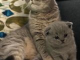Orijinal Scottish Fold Yavru