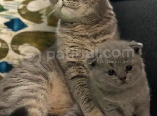 Orijinal Scottish Fold Yavru görsel