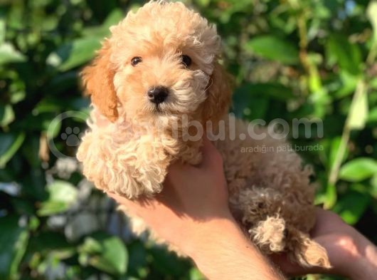 2 Aylik Erkek Apri̇cot Toy Poodle