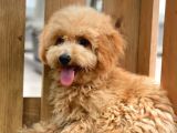 Sevimli Toy Poodle Bebekler