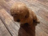 Toy Poodle
