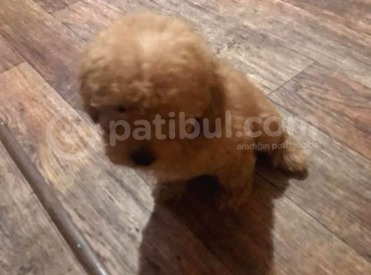 Toy Poodle görsel