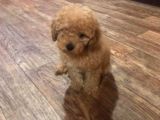 Toy Poodle