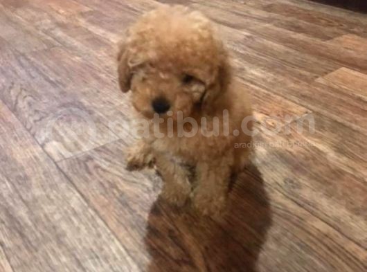 Toy Poodle görsel