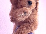 Toy Poodle