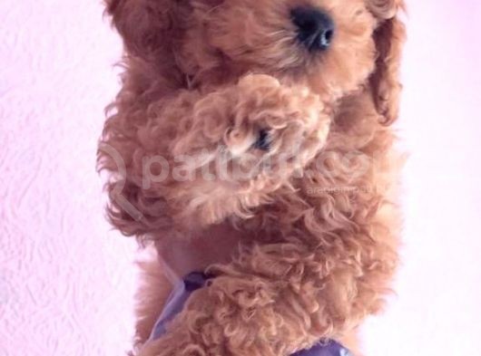 Toy Poodle görsel