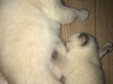 Safkan Blue Point Kedi