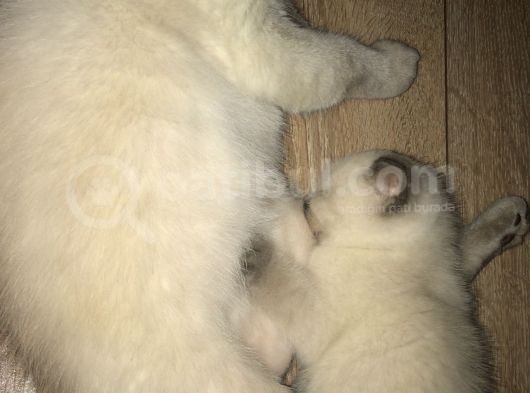 Safkan Blue Point Kedi görsel