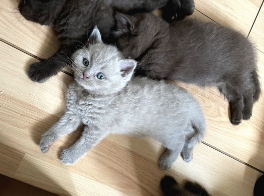 Safkan Chocolate British Shorthair görsel