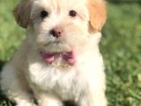F2 Maltıpoo Yavrumuz