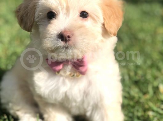 F2 Maltıpoo Yavrumuz görsel