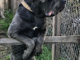 3 Haziran Doğumlu Dev Cane Corso Blue Dişi Yavrularımız