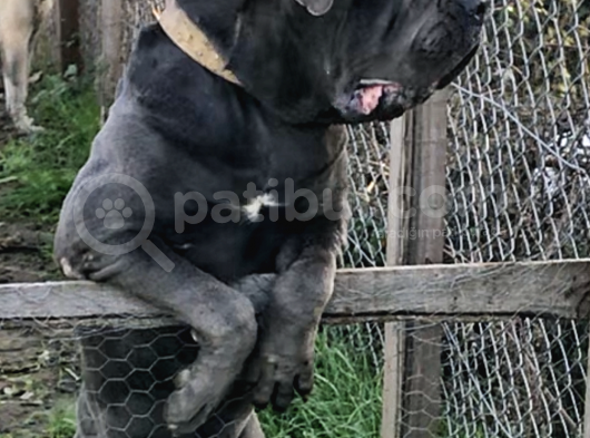 3 Haziran Doğumlu Dev Cane Corso Blue Dişi Yavrularımız görsel