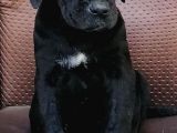 Black Cane Corsa Yavrumuz  (Dişi)