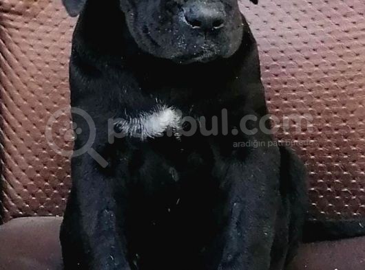 Black Cane Corsa Yavrumuz  (Dişi)