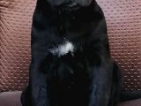 Black Cane Corsa Yavrumuz  (Dişi)