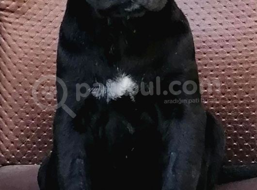 Black Cane Corsa Yavrumuz  (Dişi) görsel