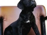 Black Cane Corsa Yavrumuz  (Dişi)
