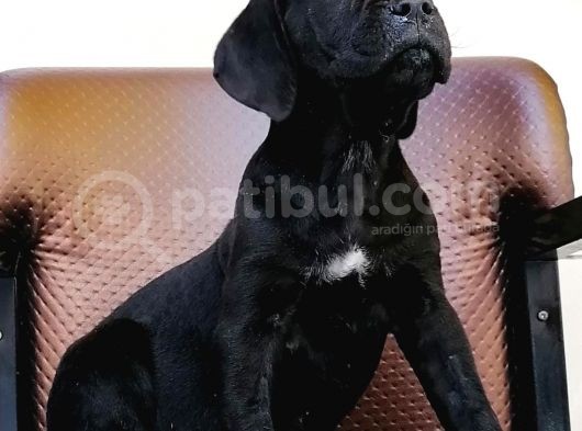 Black Cane Corsa Yavrumuz  (Dişi) görsel