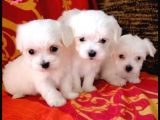 Sevimli Maltese Terrier Yavrular