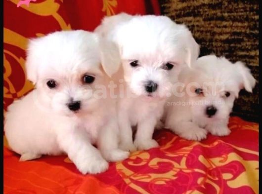 Sevimli Maltese Terrier Yavrular