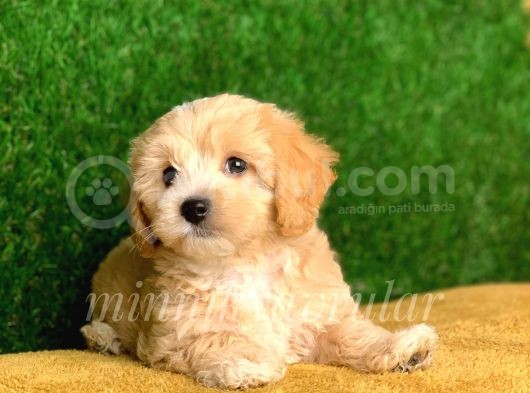 Irk Ve Sağlık Garantili Maltipoo Yavrularımız