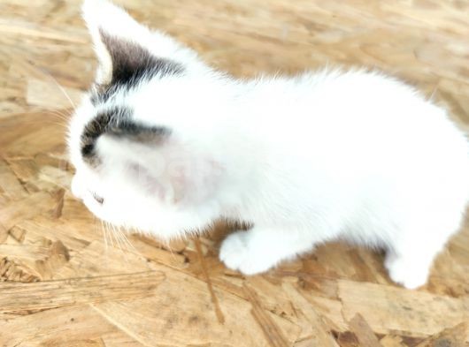 Calico - Sarman Kedi Yavruları görsel