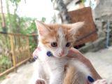 Calico - Sarman Kedi Yavruları