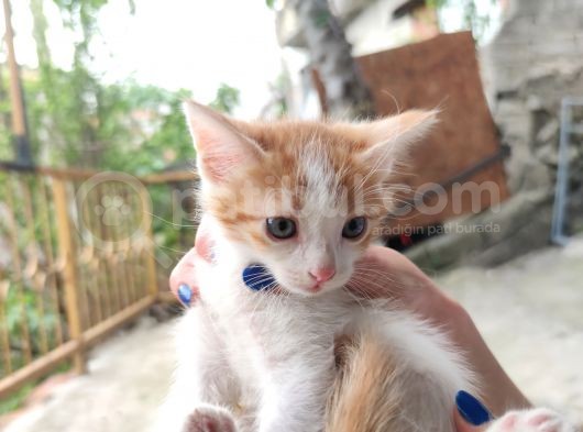 Calico - Sarman Kedi Yavruları görsel