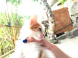 Calico - Sarman Kedi Yavruları