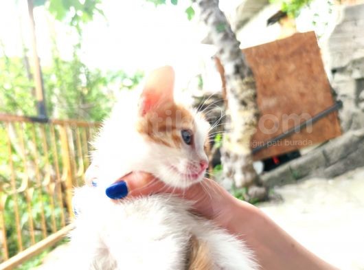 Calico - Sarman Kedi Yavruları görsel