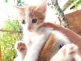 Calico - Sarman Kedi Yavruları