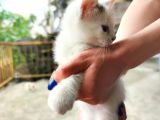 Calico - Sarman Kedi Yavruları