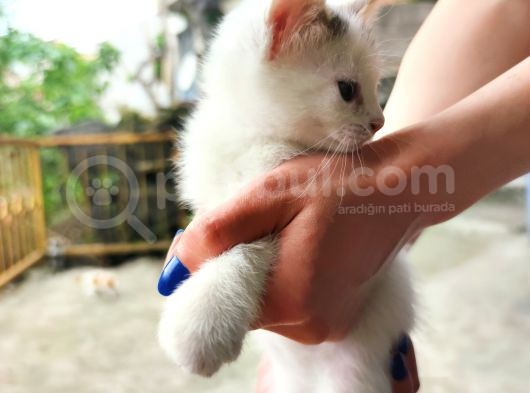 Calico - Sarman Kedi Yavruları görsel