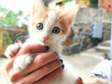 Calico - Sarman Kedi Yavruları