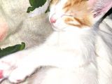Calico - Sarman Kedi Yavruları