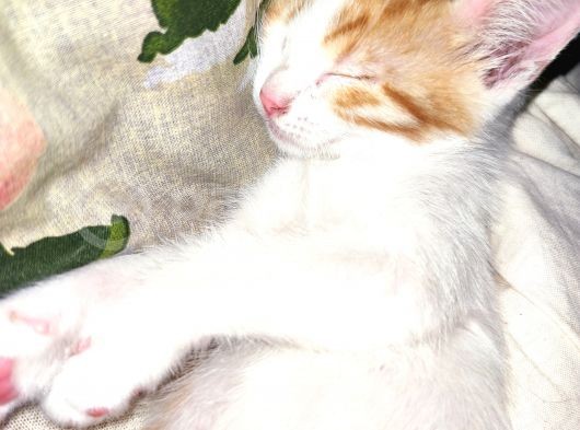 Calico - Sarman Kedi Yavruları görsel