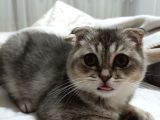 Erkek Scottish Fold Tabby