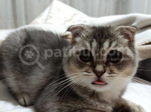Erkek Scottish Fold Tabby