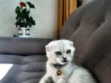 Kizimin Alerjisinden Dolayi Sahiplendirme