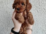 Apricot Ve Brown Toypoodle Yavru