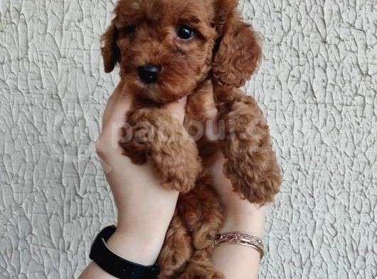 Apricot Ve Brown Toypoodle Yavru görsel