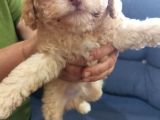Maltipoo Bebeklerimiz